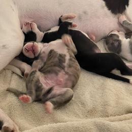 Whippet Puppies from Phoenix Whippets