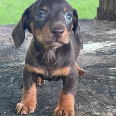 Colt - Chocolate and tan male Dachshund puppy in Industry, Illinois from KDKs Kennels
