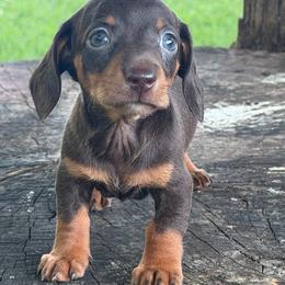 Colt - Chocolate and tan male Dachshund puppy in Industry, Illinois from KDKs Kennels