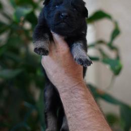 Blair - Bi-color female German Shepherd puppy in Coarsegold, California from Yosemite Shepherds