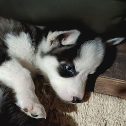 Siberian Huskies from Husky Lovers