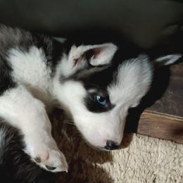 Siberian Huskies from Husky Lovers