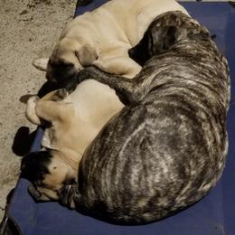 Mastiff Puppies from Stoneheart Mastiffs
