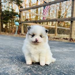 Milano - Blue merle female Pomeranian puppy in Buck Valley, Pennsylvania from Buck Valley Pomeranians