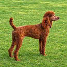 Toby - Poodle