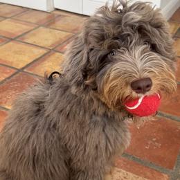 Aussiedoodles, Bernedoodles, and Goldendoodles from Little Golden Farm