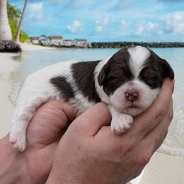 Coast - Liver and white male Shihpoo puppy in Coshocton, Ohio from Forever Family Puppies