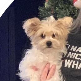 Junie - Yorkshire Terrier