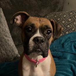 Willow - Boxer