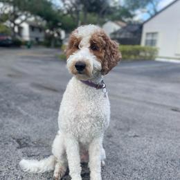 Mia - Goldendoodle