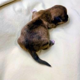 Cedar - Brindle male Lhasa Apso puppy in Hillsboro, Oregon from Luv-N-Laughter Lhasa Apsos