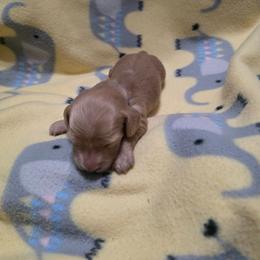 Blue boy - Cream male Dachshund puppy in Sour Lake, Texas from Rigdon's dachshunds