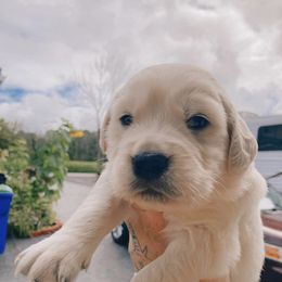Golden Retriever Puppies from DeClercks Goldens