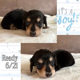 Ivory's White - Black and cream male Dachshund puppy in Jonesboro, Illinois from Twin Hills Dachshunds