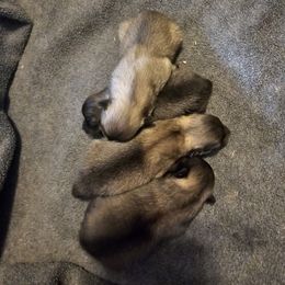 Boy 2 - Cream sable male Pomeranian puppy in Austin, Texas from Heart Of Texas Pom's