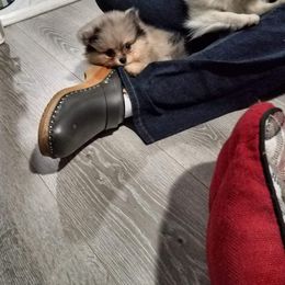 Pomeranian Puppies from My Secret Poms