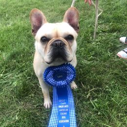 French Bulldogs and Great Danes from Pink Star Danes and French Bulldogs