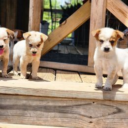 Australian Cattle Dog Puppies from Lazy I Cattle Dogs
