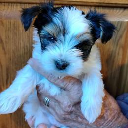 Yorkshire Terriers from CAMDEN Parti Puppies-Colorado Parti Yorkies