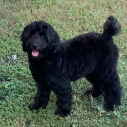 Sheepadoodle Puppies from Riley Grace Puppies