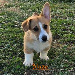 Blaze - Red male Pembroke Welsh Corgi puppy in Kiowa, Colorado from Cool Water Corgis LLC