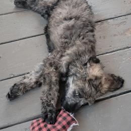 Laney - Sable female Poodle puppy in Port Orange, Florida from Daytona’s Standard Poodles