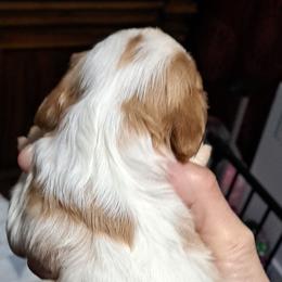 Periwinkle - Blenheim male Cavalier King Charles Spaniel puppy in Longview, Texas from Casanova Cavalier King Charles Spaniels