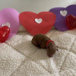Girl 2 - Red  female Poodle puppy in Bakersfield, California from Pups and Paws Toy Poodles