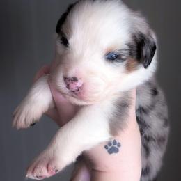 Aaron - Blue merle male Australian Shepherd puppy in Georgetown, Texas from River Reign Australian Shepherds