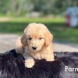 Parmesan - Goldendoodle puppy in Lancaster, Minnesota from North Star Dog Training