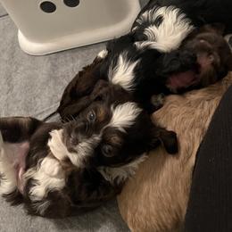 Havanese puppies from Homeward Havanese, LLC