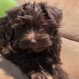 Gypsy - Liver female Miniature Schnauzer puppy in Fredericksburg, Virginia from Jentz Family Schnauzers
