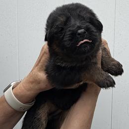 Gia - Black and red female German Shepherd puppy in Buena, New Jersey from Beauty and the Beast