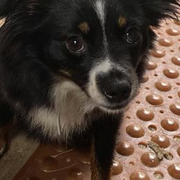 Toy Australian Shepherds from Mulberry Creek Farm