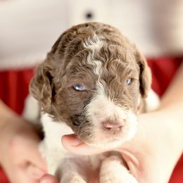 Jolly - Parti male Poodle puppy in Grimsley, Tennessee from Above Standard Poodles