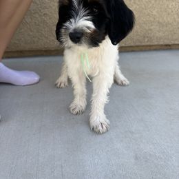 Bernedoodle Puppies from Doodle Dealers