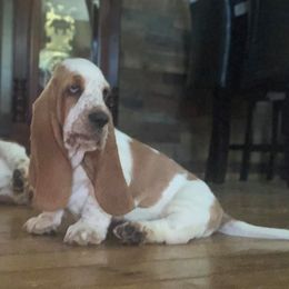 Basset Hounds from Hoosier Hounds