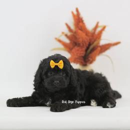 King - Black male Cavapoo puppy in Republic, Missouri from Red Skye Puppies