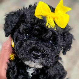Sally - Black and white female Bernedoodle puppy in Vernon, Texas from Sugarland's Texas Goldendoodles
