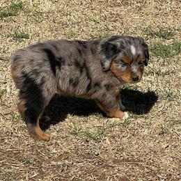 Jax - Blue merle male Toy Australian Shepherd puppy in Nocona, Texas from Rafter O Toy Aussies and Mini Heelers