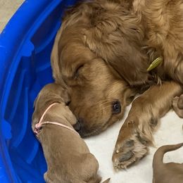 Dixie - Golden Retriever