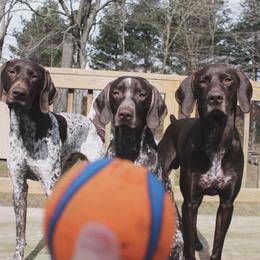 German Shorthaired Pointers from Kanonier Shorthairs
