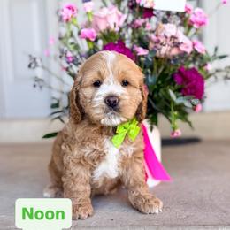 Noon - Buff and white male Cockapoo puppy in West Haven, Utah from Split Mountain Doodles
