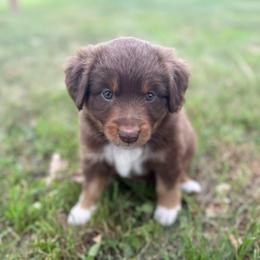 Sierra - Red tri female Miniature Australian Shepherd puppy in New London, Minnesota from Broken T Australian Shepherds