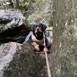 Rottweiler Puppies from Fantasy Kennel