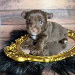 West - Chocolate and tan male Yorkshire Terrier puppy in Tulsa, Oklahoma from Conns Cuddly Canines