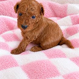 Harley - Red  female Poodle puppy in Naples, Florida from Paradise Paws