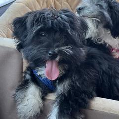 Esperansa - Havana Silk Dog