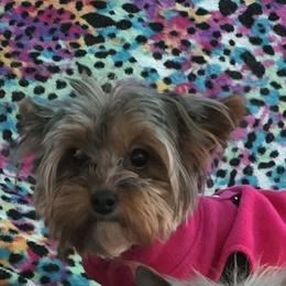 Yorkshire Terrier All Grown Up from Collette's Beautiful Yorkies