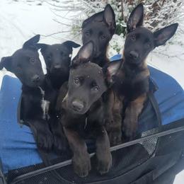 Belgian Malinois Puppies from Faubion Malinois